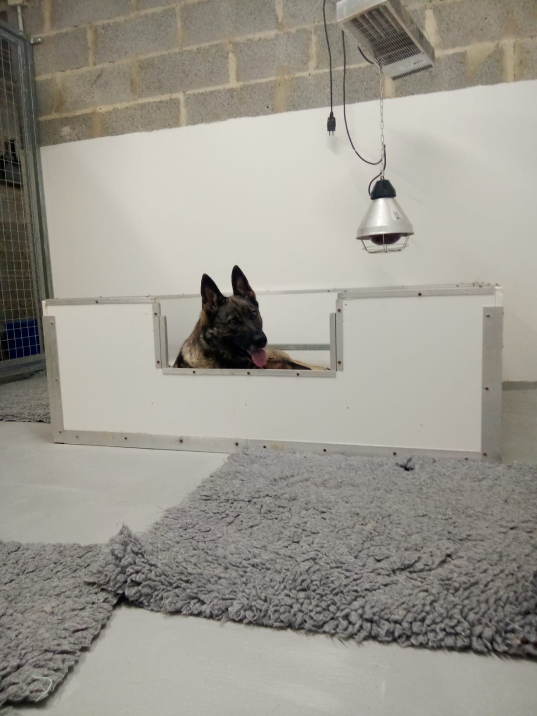 portée Norton des fauves des marais x Tess du triangle magique