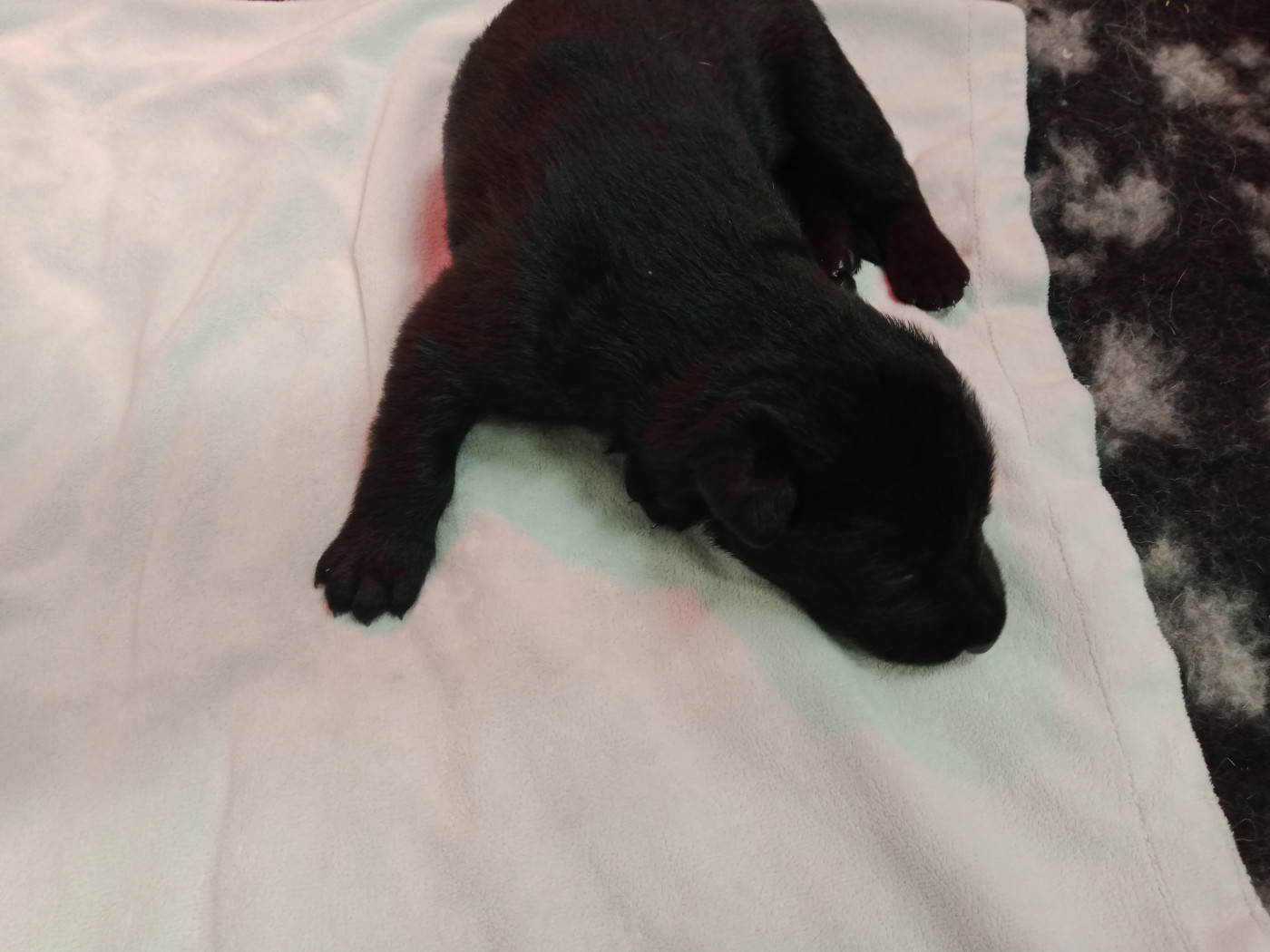 De L'antre Des Cadors - Chiots disponibles - Berger Allemand