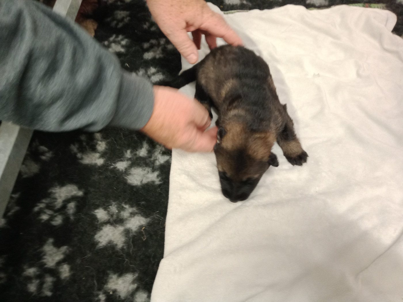 De L'antre Des Cadors - Chiots disponibles - Berger Allemand