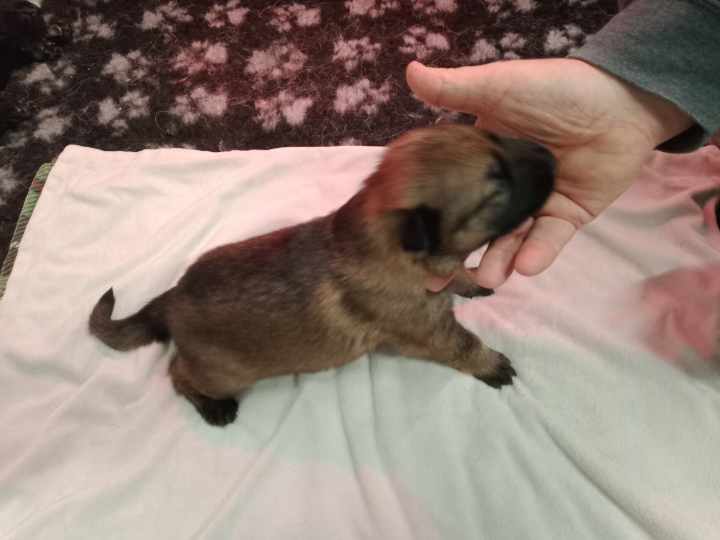 De L'antre Des Cadors - Chiots disponibles - Berger Allemand