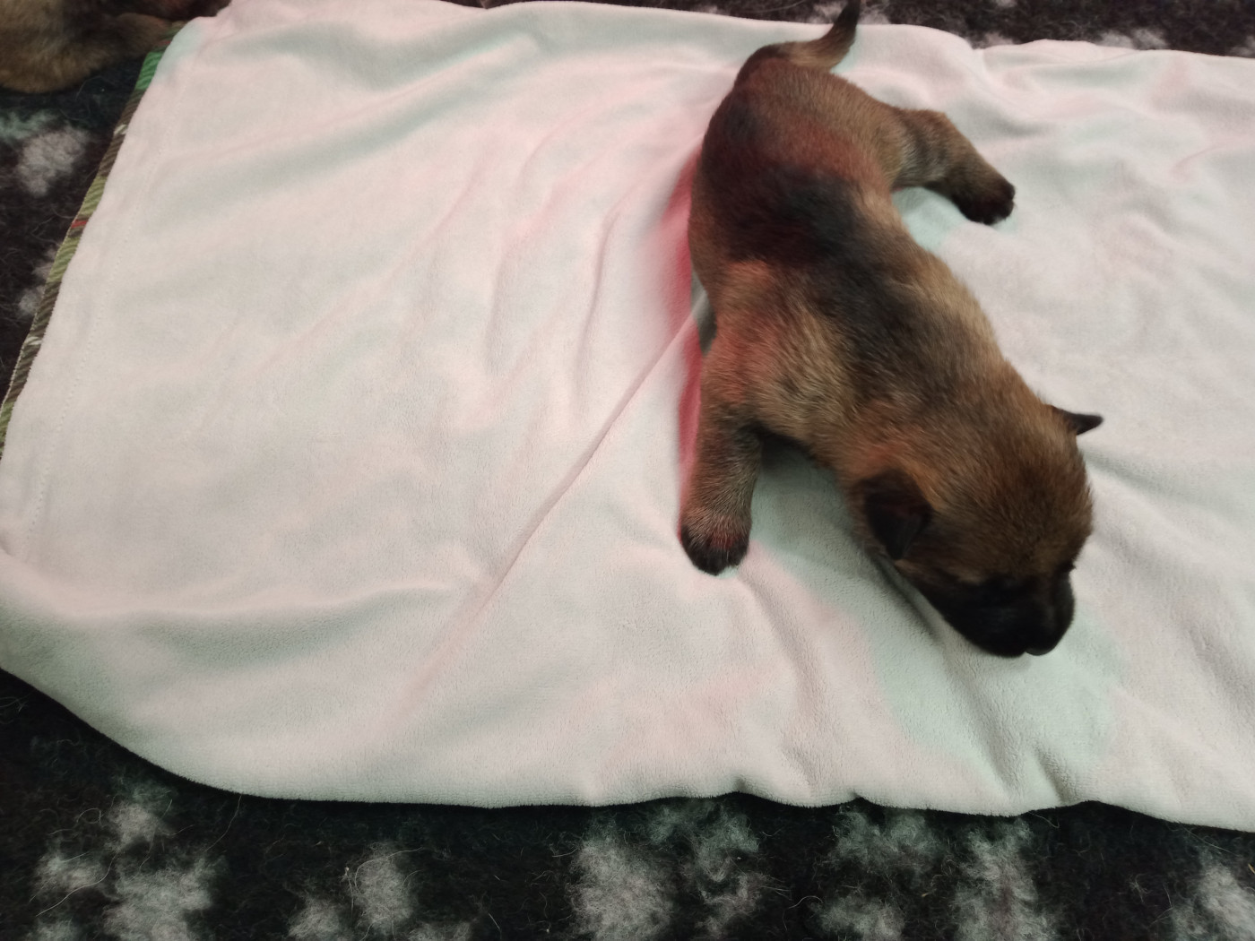 De L'antre Des Cadors - Chiots disponibles - Berger Allemand