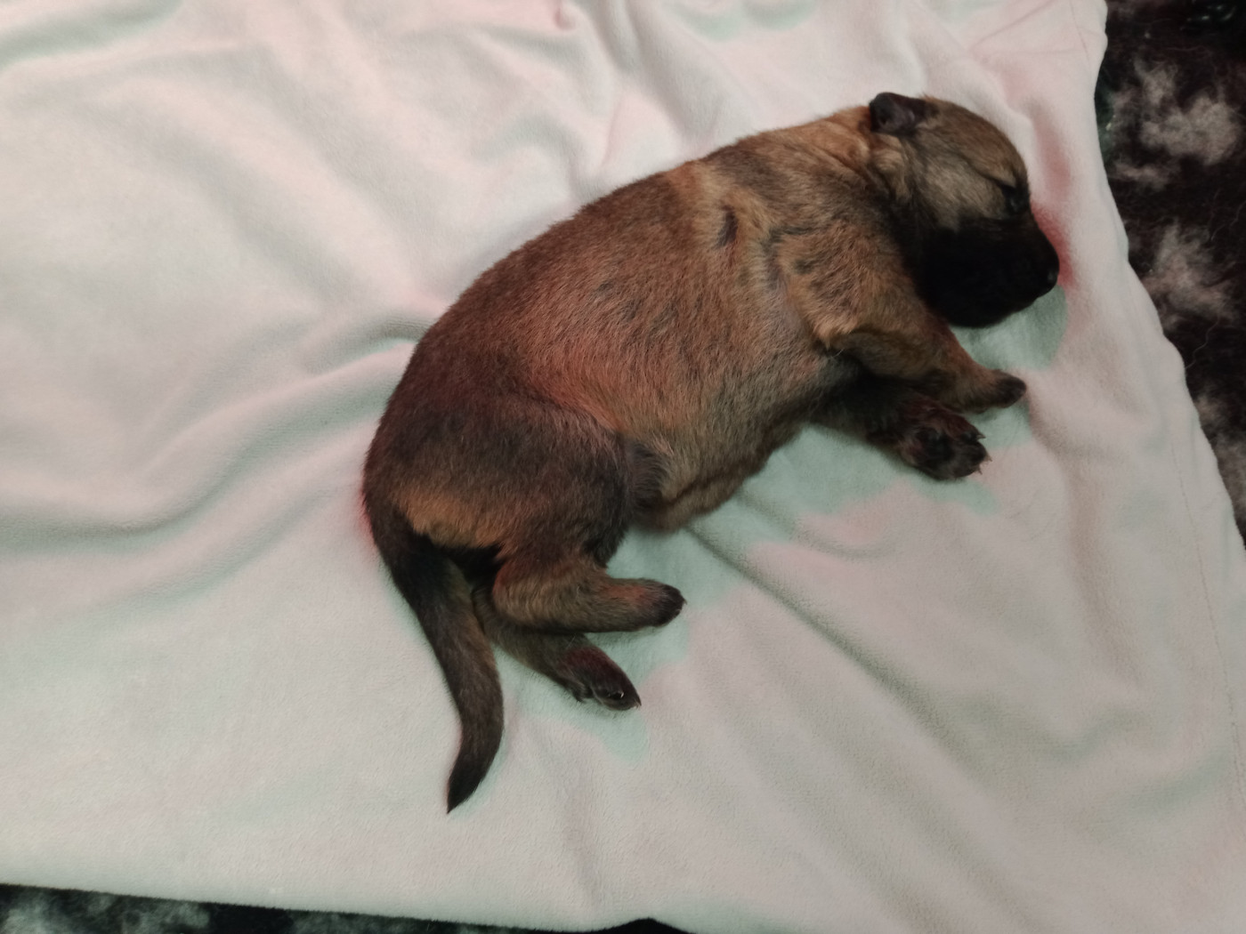 De L'antre Des Cadors - Chiots disponibles - Berger Allemand