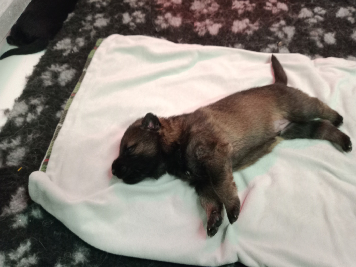 De L'antre Des Cadors - Chiots disponibles - Berger Allemand