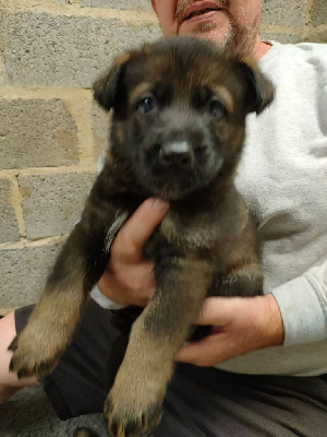 CHIOT